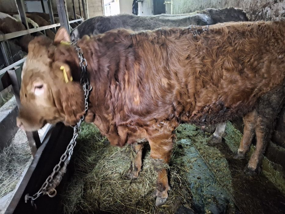 Vând vițel limuzin