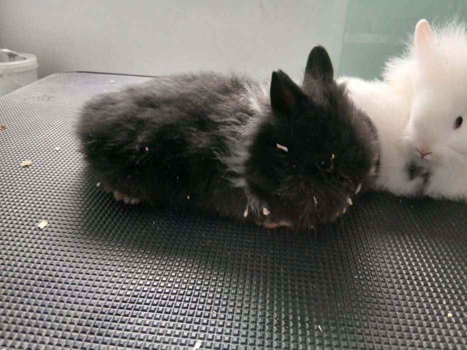 Iepure cap de leu pitic