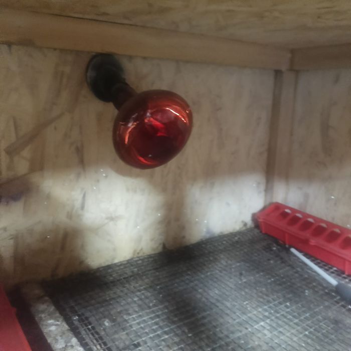 Продам Брудер по 20тысч