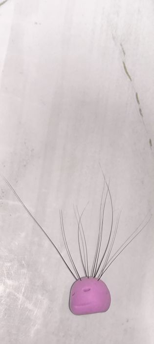 Усы кота, вибриссы.