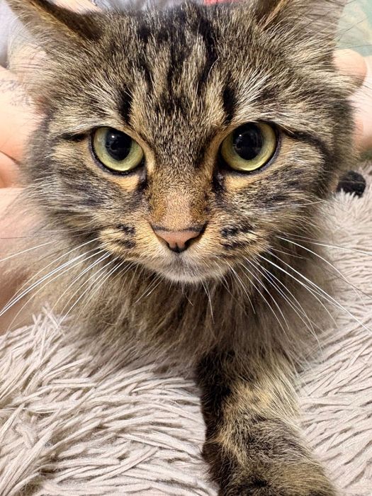 Продам кошку Мейн кун