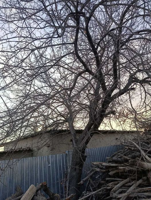 O'tin sotiladi.Daraxtlar