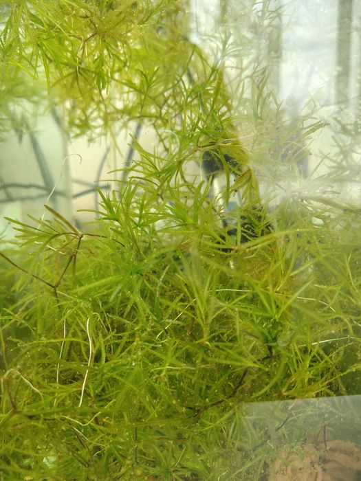 Ederia densa și iarba de guppy pentru acvarii