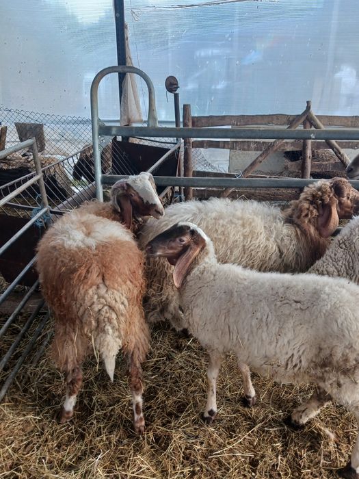 Продавам овце,мъжки шилета, кочове