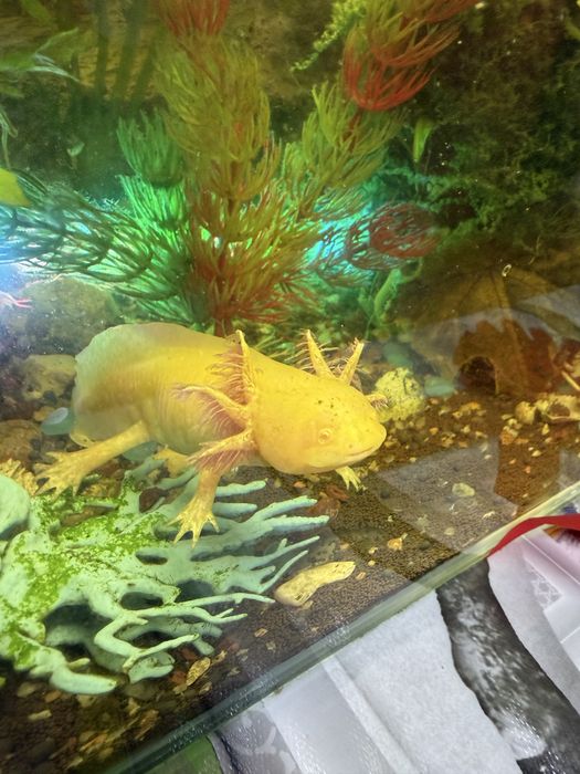 Аксолотль редкий окрас