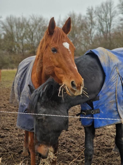 Cal cuminte de vânzare.
