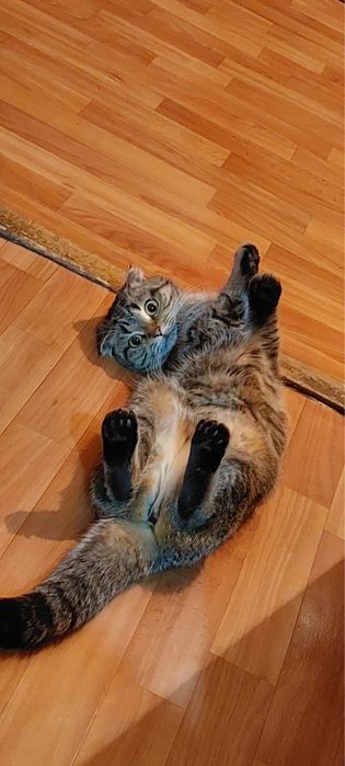 шотландская кошка сатылады