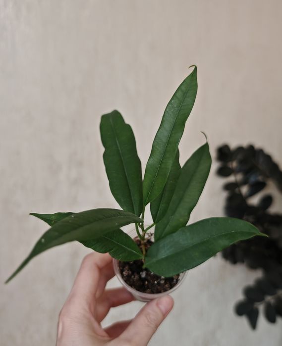 Сортовые фикусы, редкие сорта