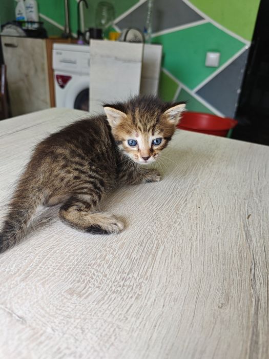 Отдам котят в добрые руки