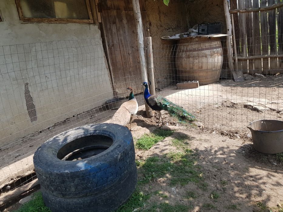 Vând o pereche pauni maturi