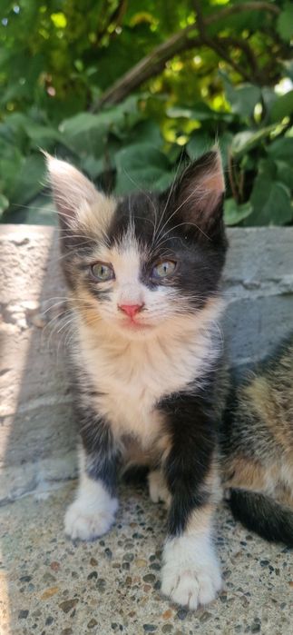Котята бесплатно