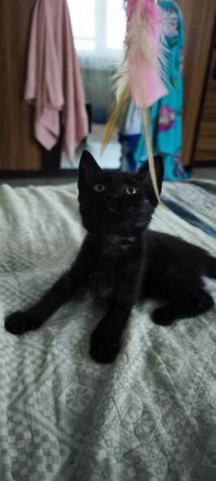 Отдам даром котёнка