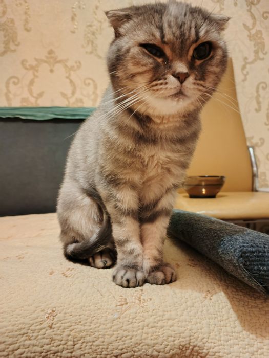 Кошечка в добрые руки