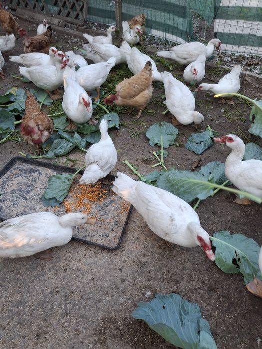 Vand rate  crescute la țară bio