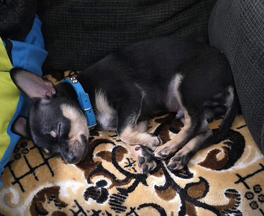 Продавам пинчер чихуахуа