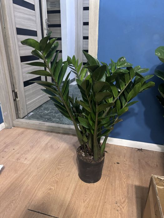 Замиокулькас 80см пышный