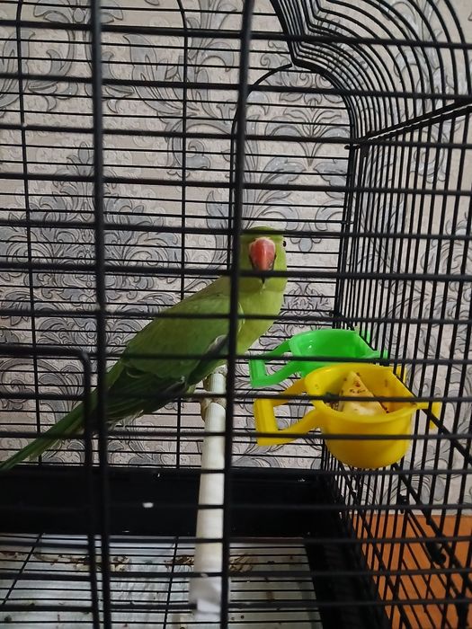 Попугай Ожериловый. Сотилади