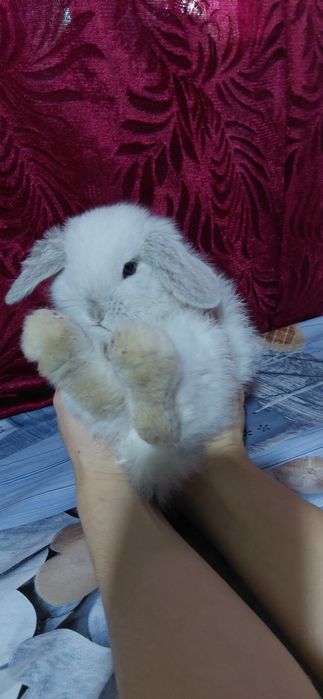 Vand pui berbec pitic holland lop