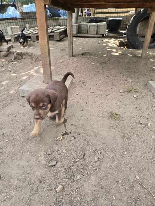 подарявам ловджийски кученца