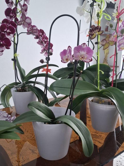 Продётся орхидеи