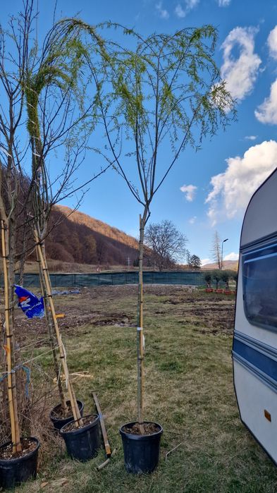 Vand salix babilonica (salcie pletoasa)