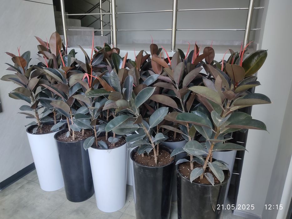 Уход за комнатными растениями