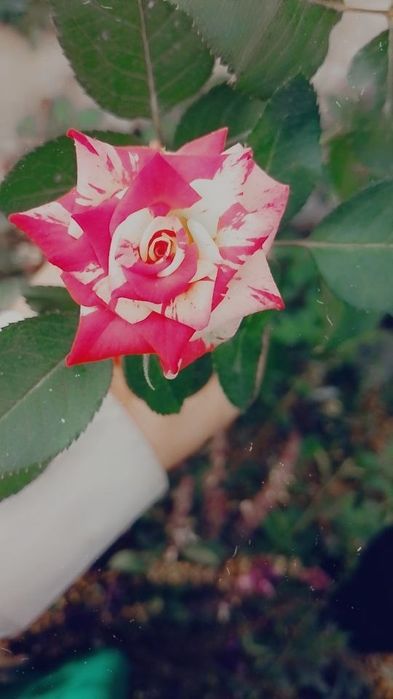 Atirgul koʻchatlari