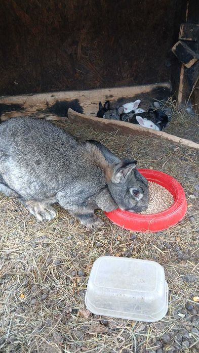 Vand iepuri Hicoli cu Curias de transilvania