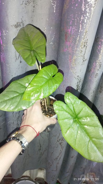 Продается Шикарная Алоказия Коразон