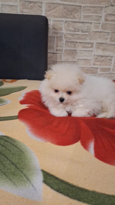 Pomeranian baietel alb