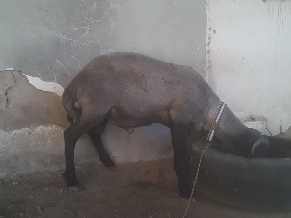 Qõy va qõchqorlarni yunggini chiroyli qilib olib beramiz