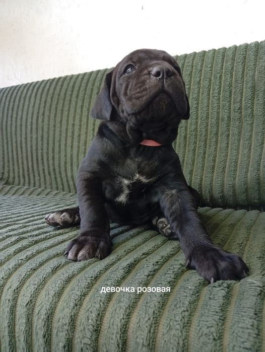 Кане Корсо Cane Corso Italiano