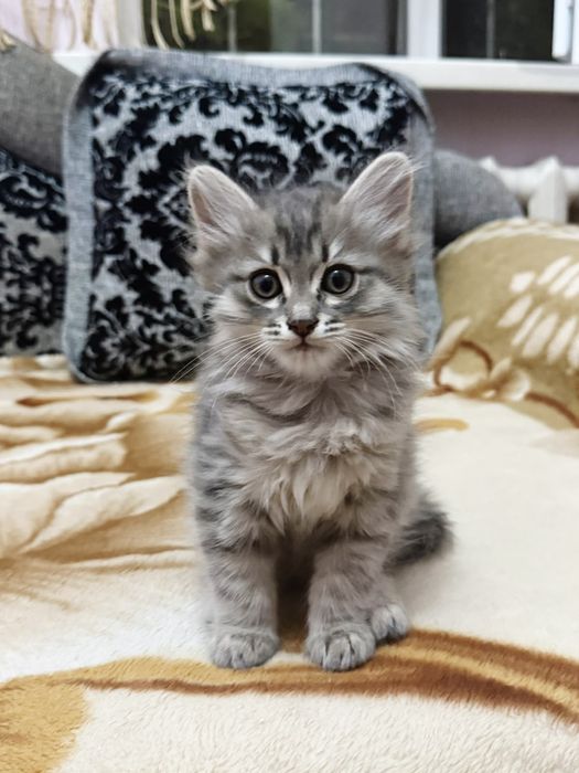 В добрые руки  котенок город Каратау