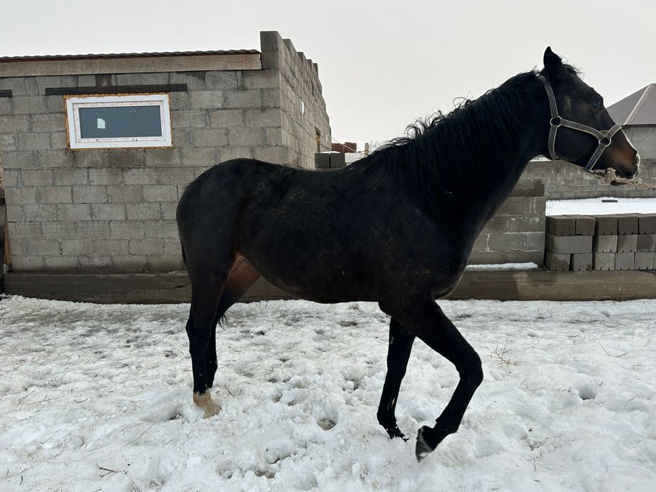 Продается чистокровный жеребец