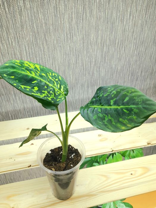 Продам Антуриумы,Диффенбахия Рефлектор