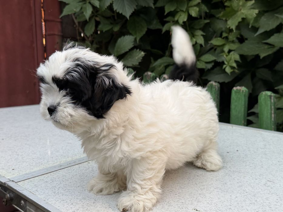 Shih Tzu femela!