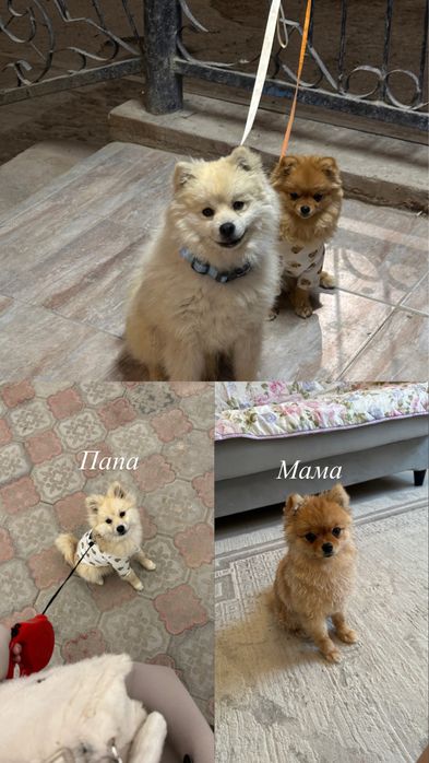 щенок шпица 5 месяц