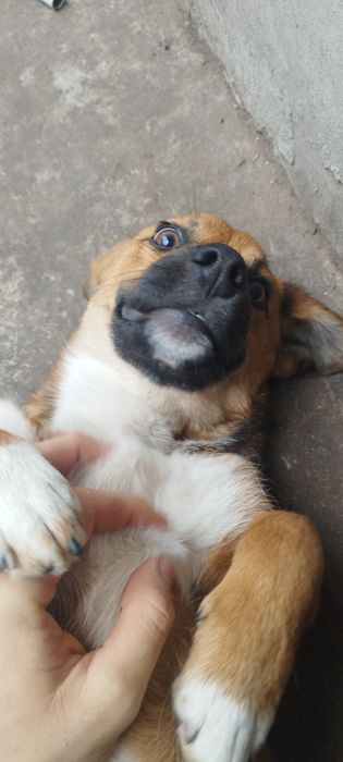 Pui de câine spre adoptie