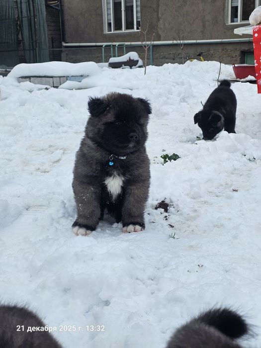 Щенки Американской Акиты