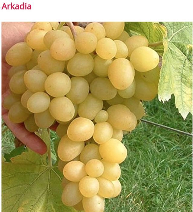 Vita de Vie Butasi