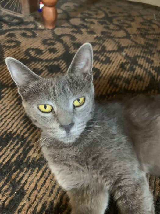 Mushuk sotiladi Zottor Zoti Scottish Fold