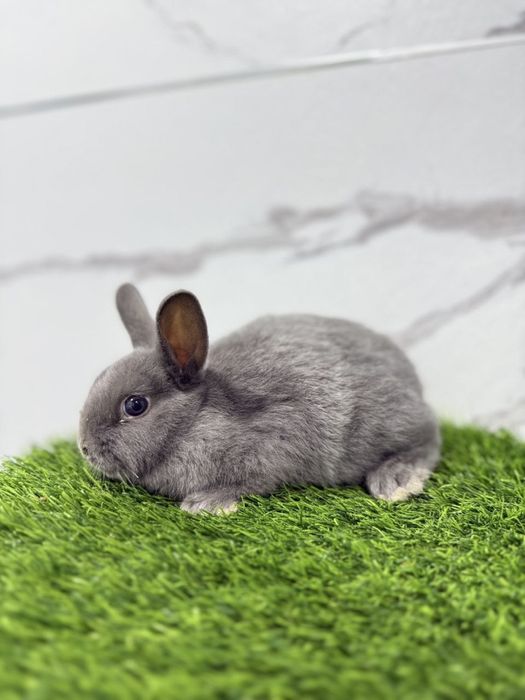 Bolalar uchun ajoyib Decorativ quyonchalar