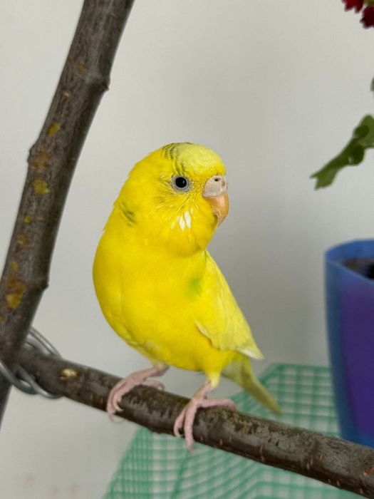 Продам волнистого папугая