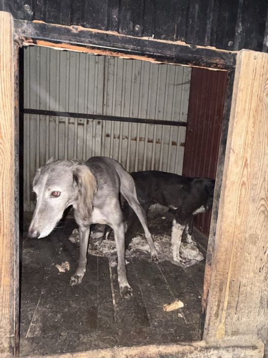 Қумай тазы кушиктер сатылады срочно