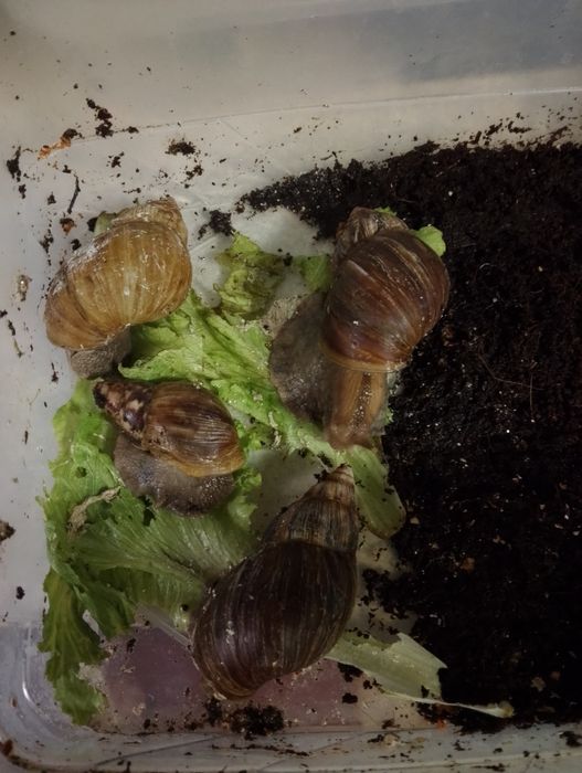 Ulitka sotiladi hammasi birga