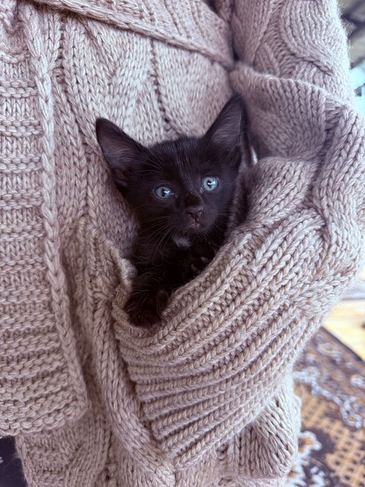 Котенок ищет дом , отдадим в дар