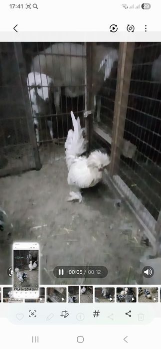 Карис японкачаларисотилади  4та бор