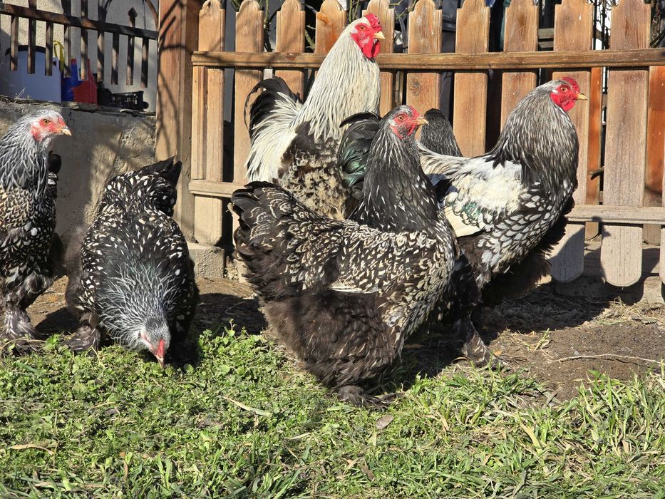 Продавам разплодни яйца от Сребърно кантирана барма (Silver Laced)