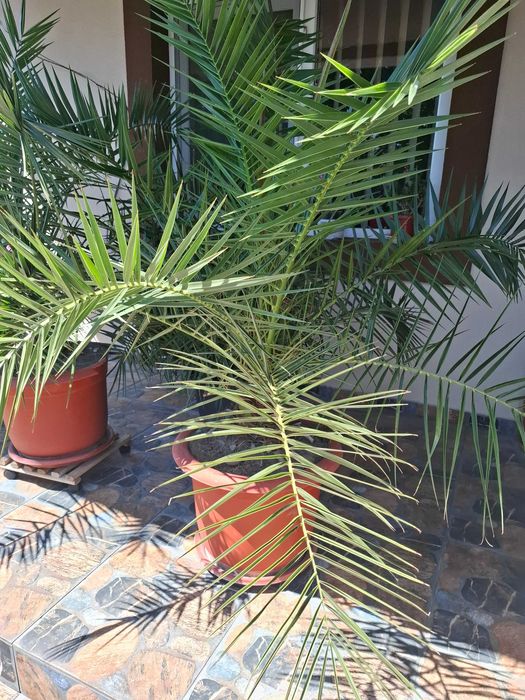 Planta Palmier curmal