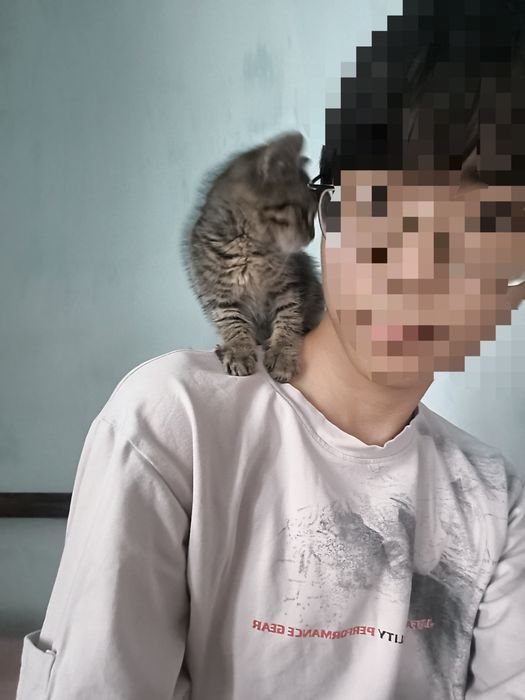 Котенок, отдам в добрые руки